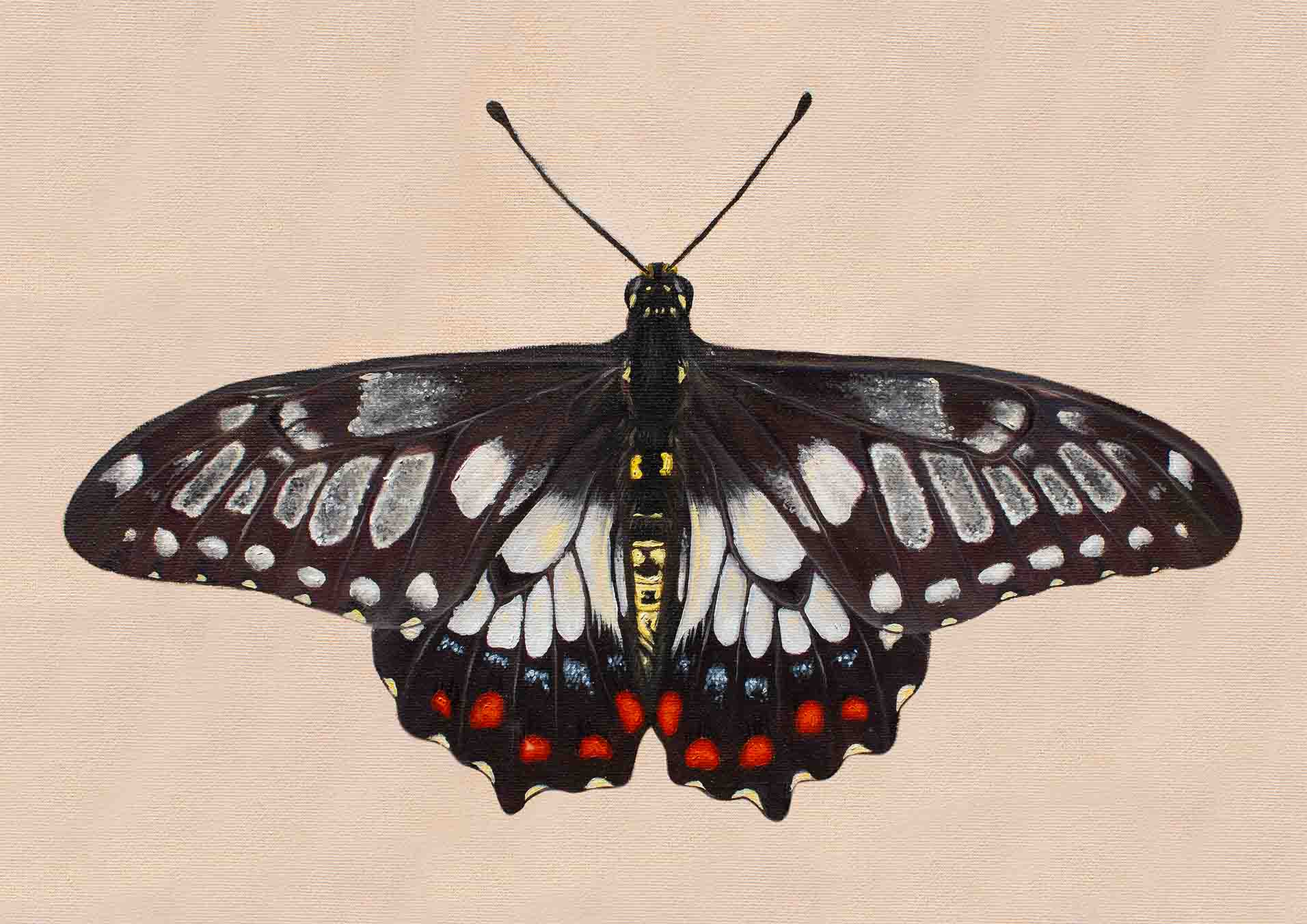 "Dainty Swallowtail" - Fine Art Print