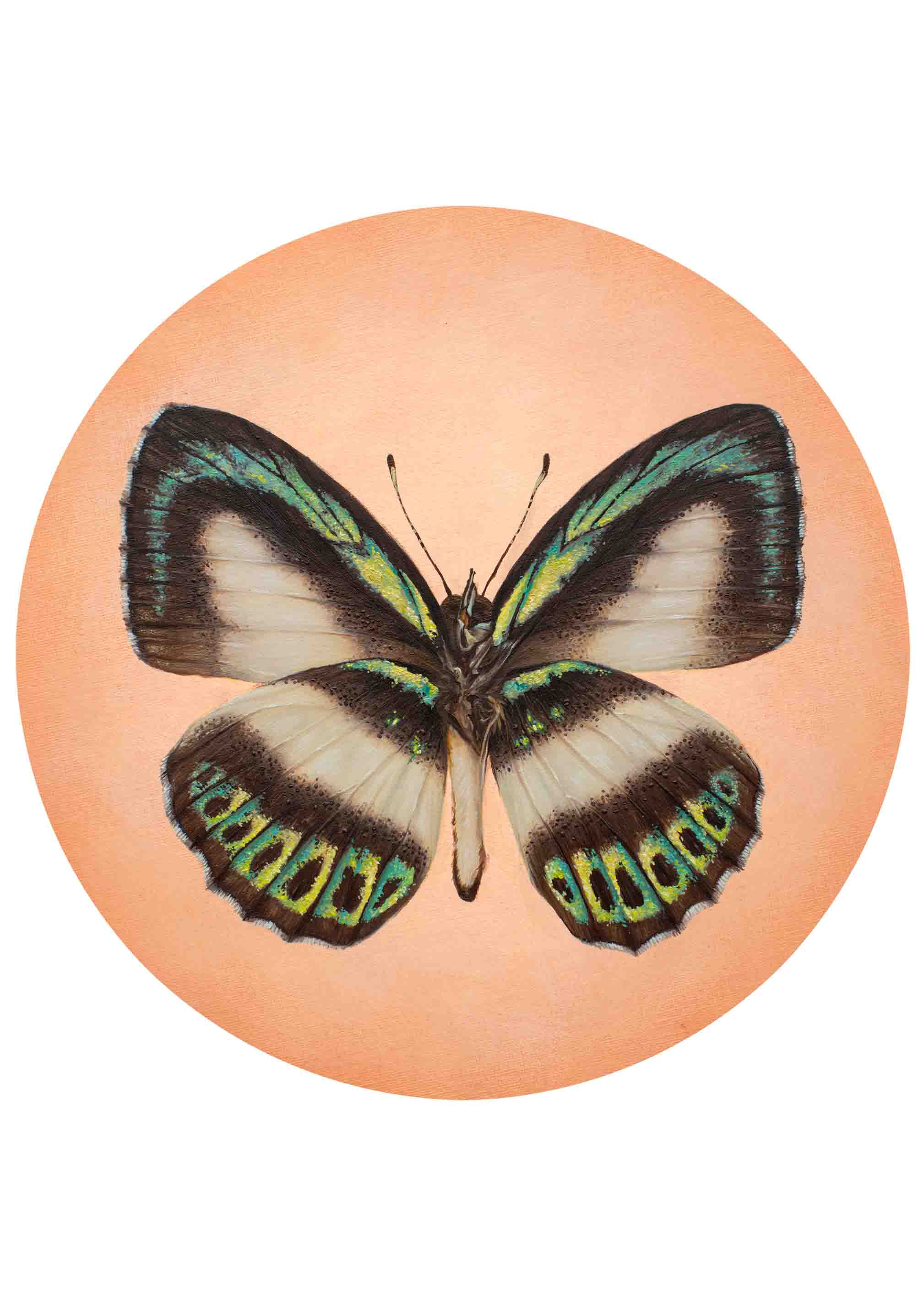 "Green-banded Blue" - Fine Art Print