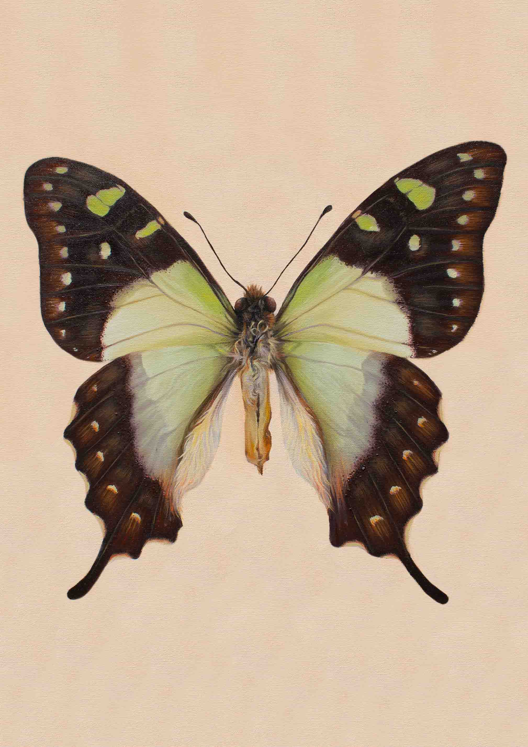 "Macleay's Swallowtail" - Fine Art Print