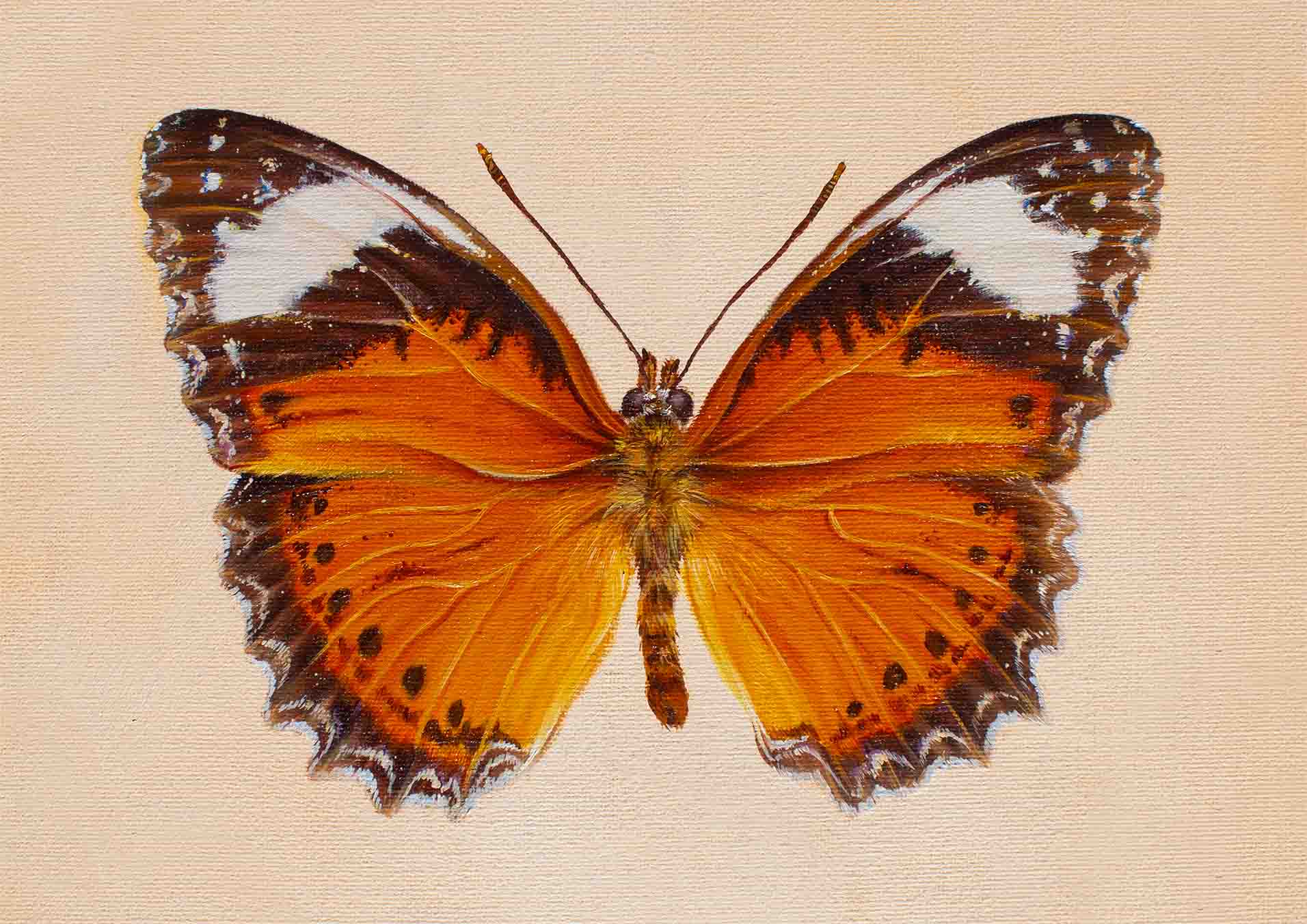 "Orange Lacewing" - Fine Art Print